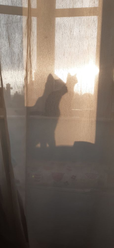 Cat silhouette behind lace curtains 