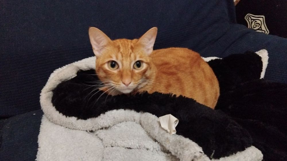 Una manta negra y blanca con un gato naranja acurrucado en ella.