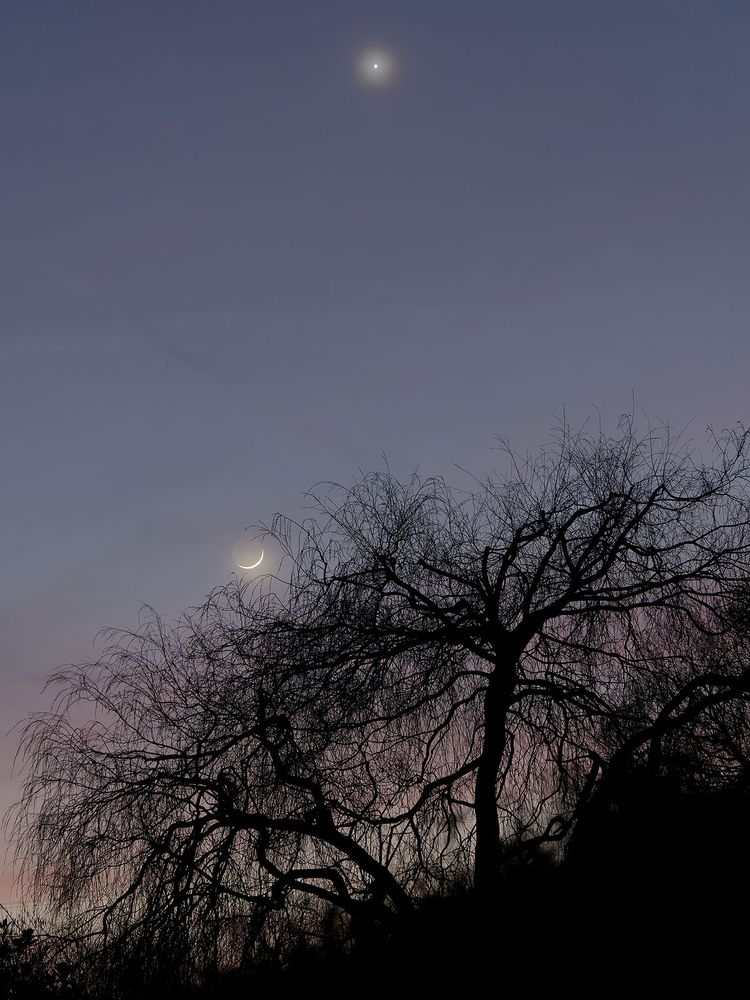 photo of a tree, the Moon and Venus