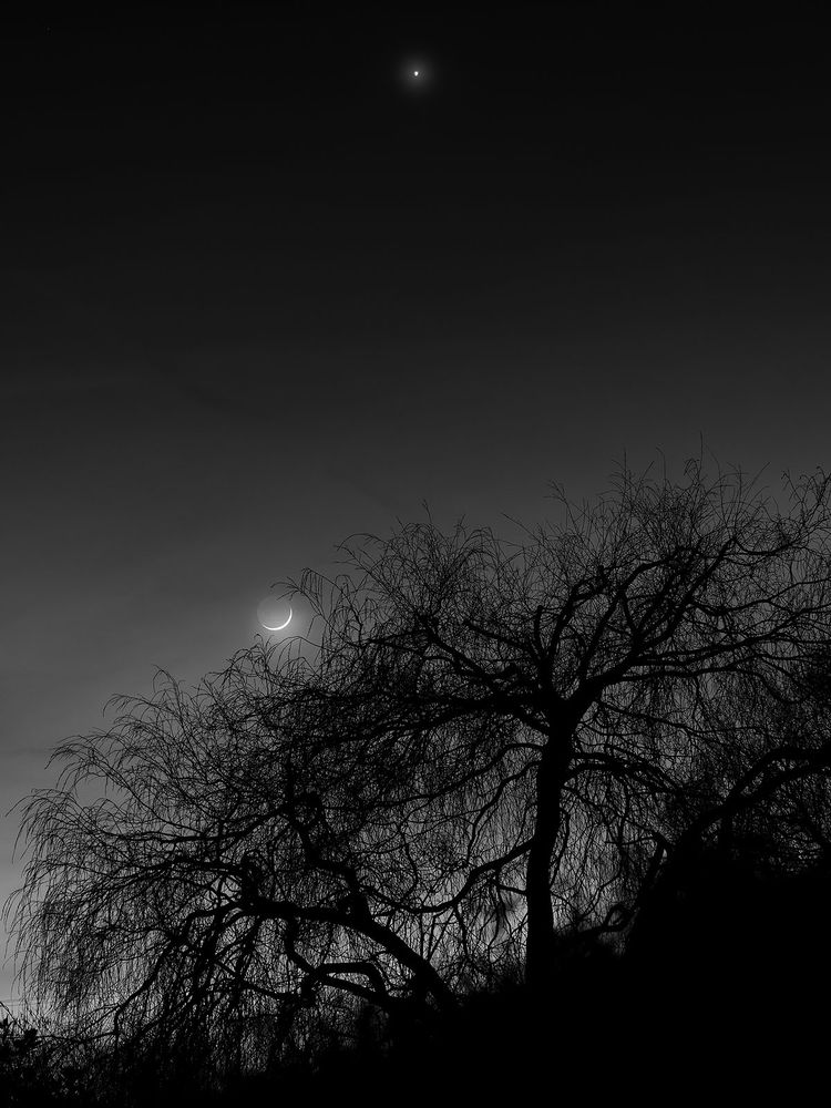 photo of a tree, the Moon and Venus in monochrome