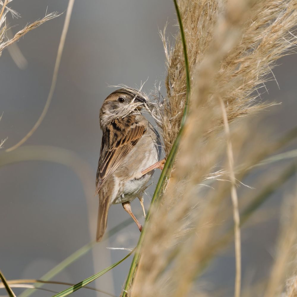 Photo of a house sparrow