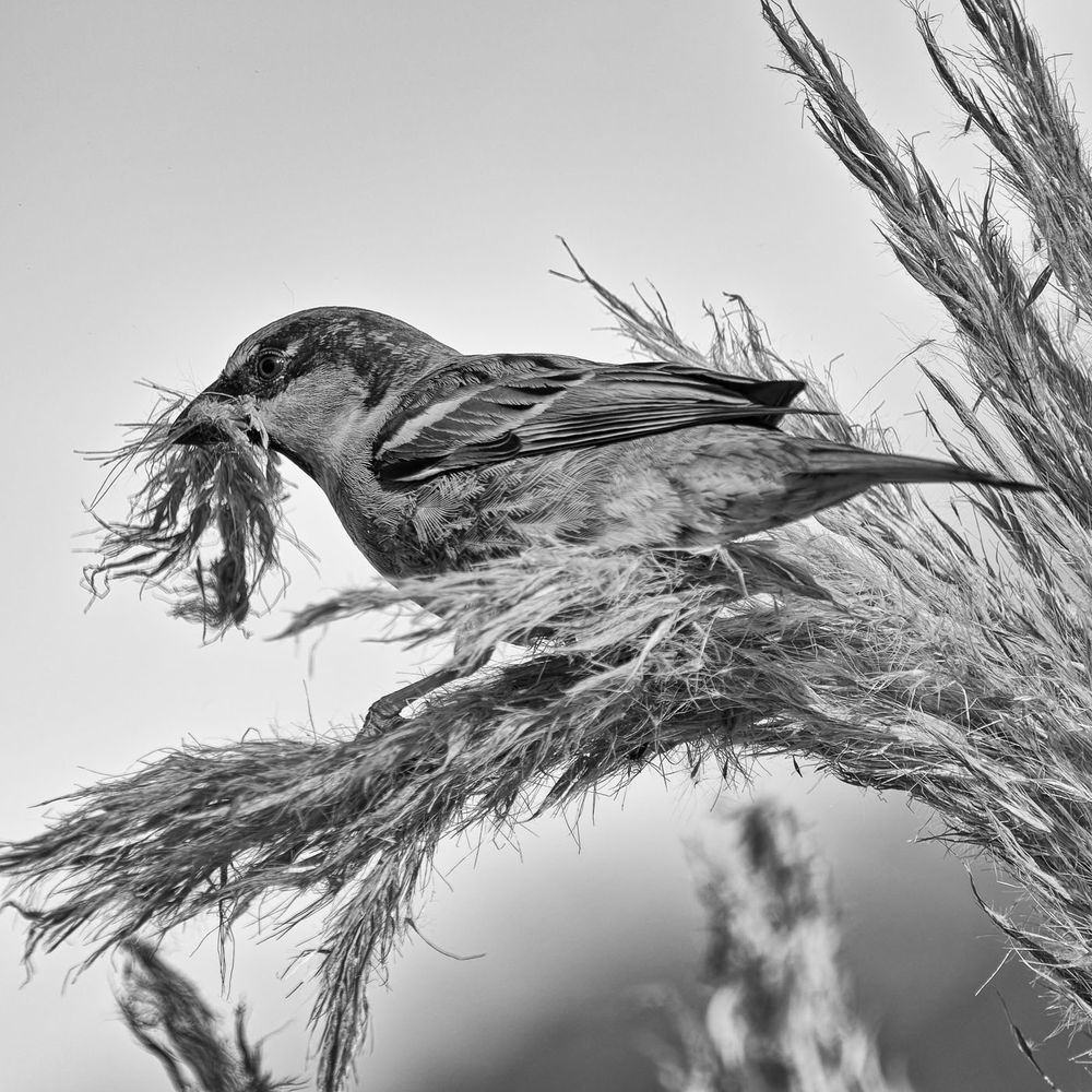 Black and white photo of a house sparrow