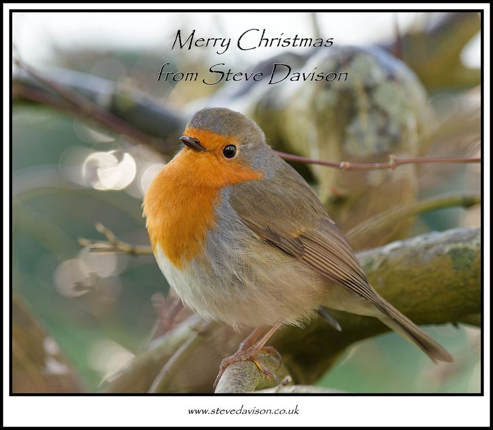 Festive robin on a Christmas card