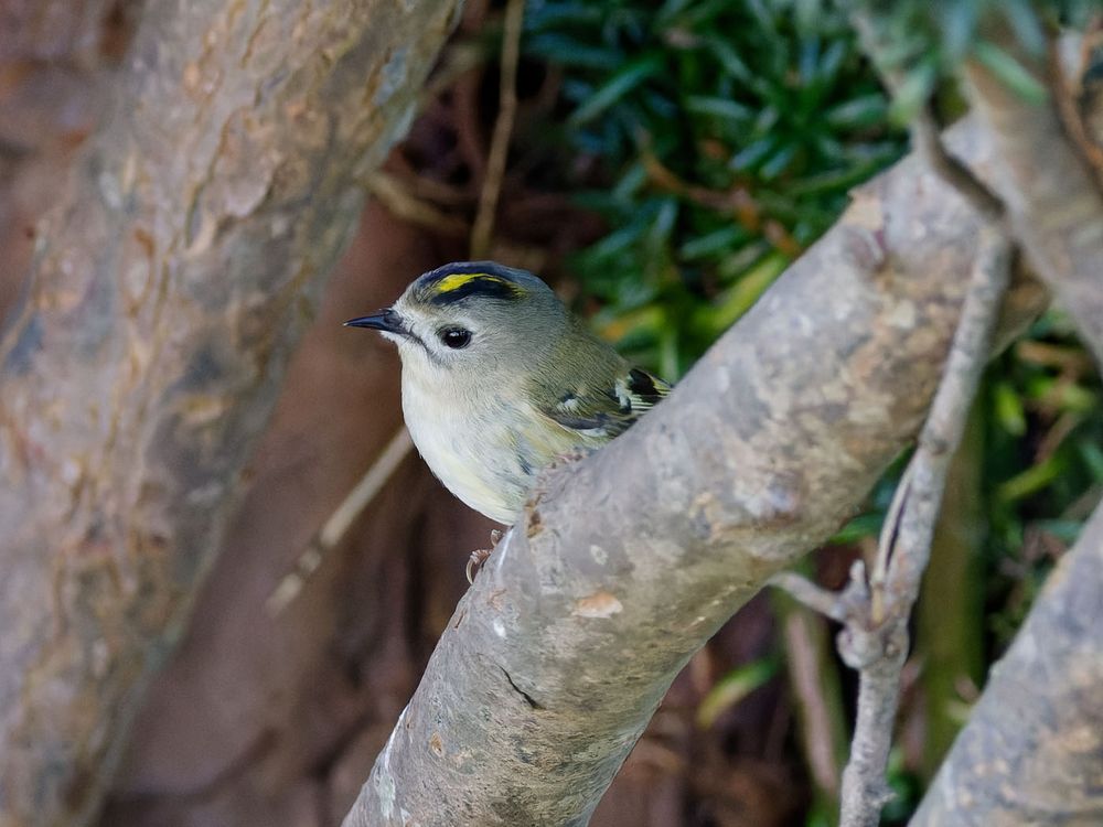 photo of a goldcrest
