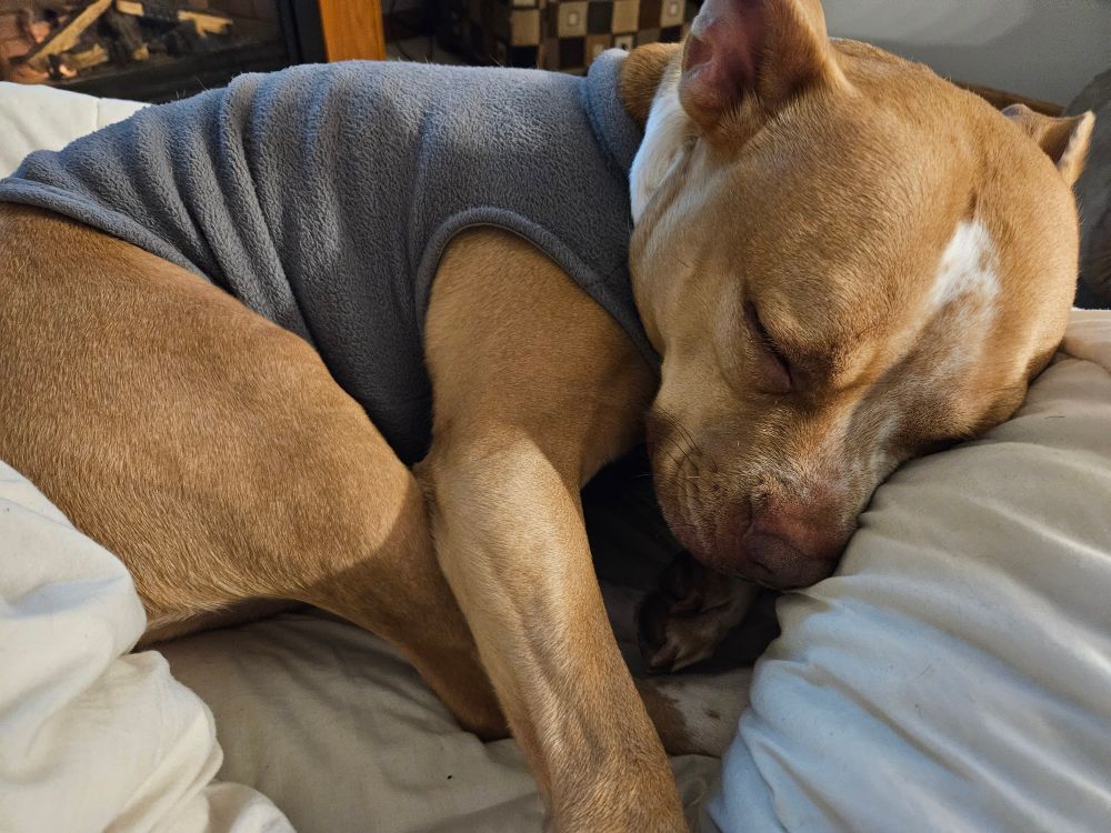 Adorable tan and white dog wearing a gray sweater sleeping in a ball