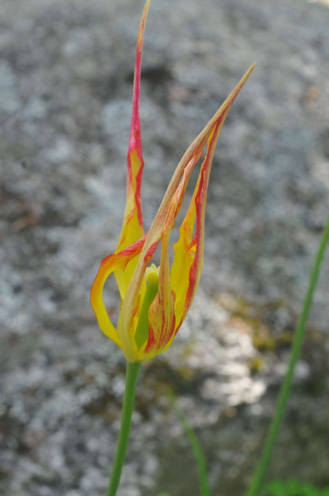 Weird spiky tulip, yellow petals with red edges & streaks.