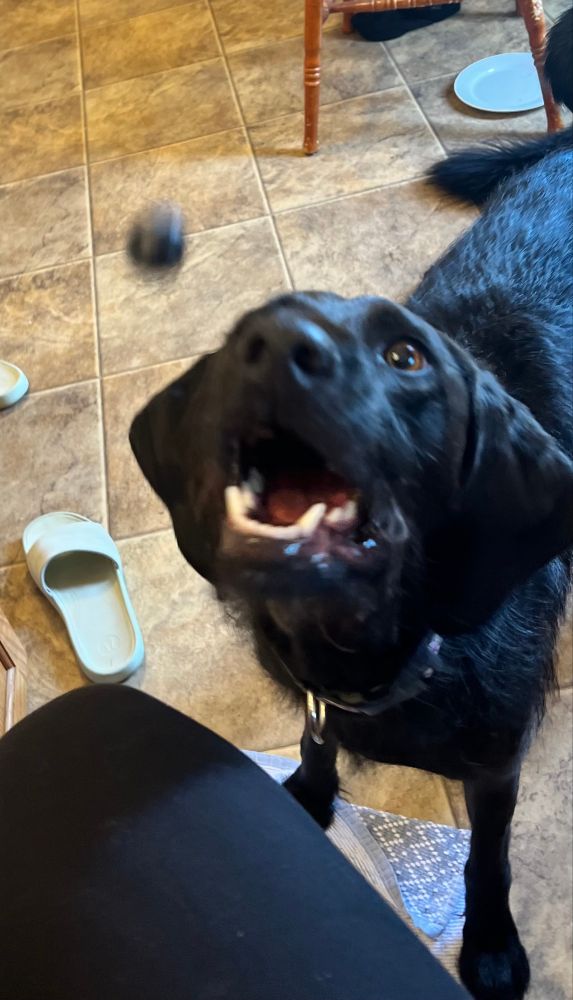 Brown dog eyes blueberry mid air. She does indeed catch the blueberry in her mouth.