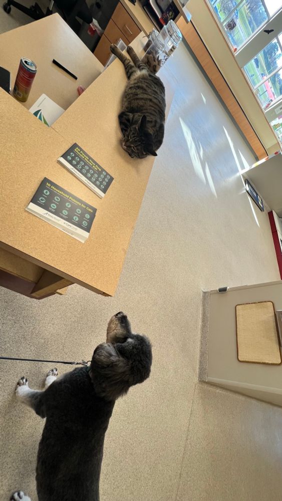 Dog wants to play with cat. Cat prefers to nap.