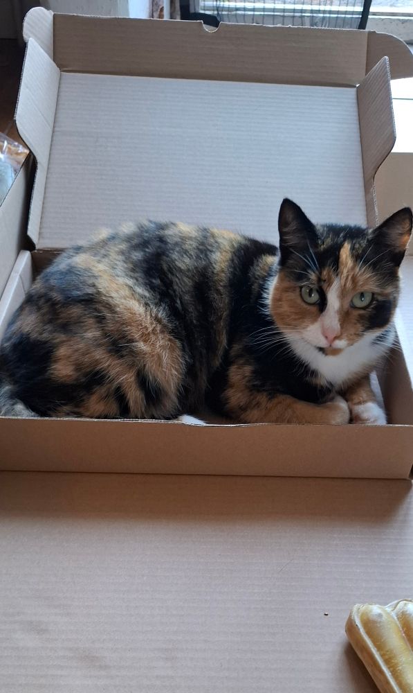 Leia lapjespoes in een doos in een klein doosjes 