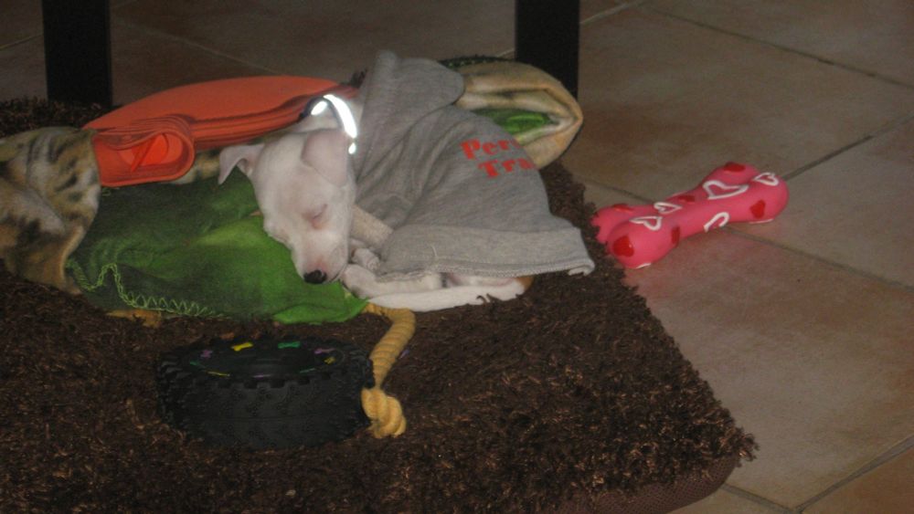 A small white puppy sleeping in a dog bed. A blanket, hot water bottle and toys are scatter around. The puppy is wearing a grey hoodie for dogs.