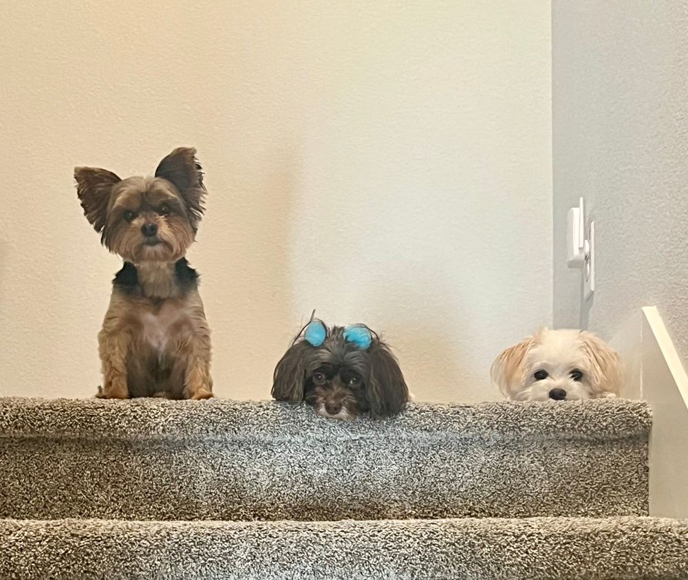3 small dogs at the top of a staircase, all three staring at the camera. Dog on right (sitting) is a tan & black yorkie, dog in the middle (laying down) is a chocolate and white havanese, dog on left (laying down) is a white and cream poodle mix. 
