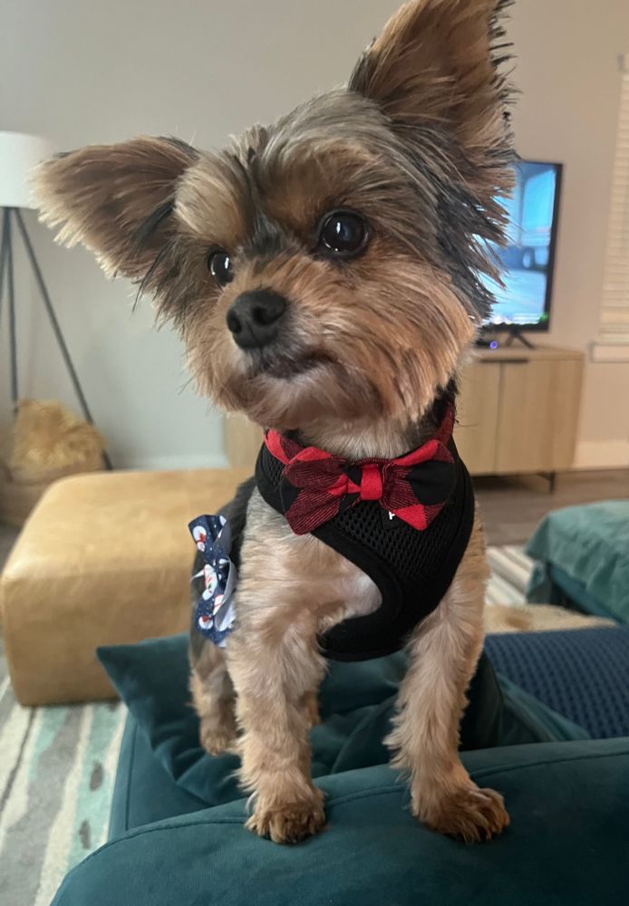 black & tan yorkie, wearing a black harness and a red & black bow tie 