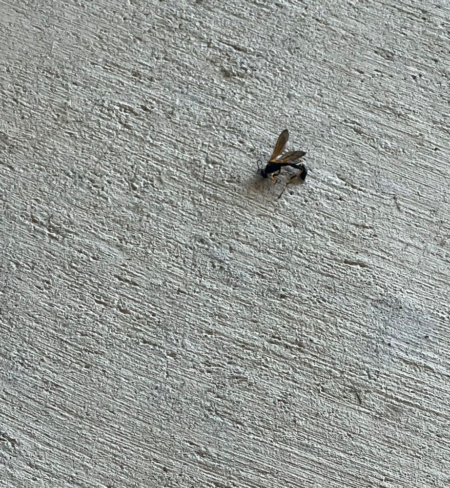 picture of a wasp, deceased on the concrete. 