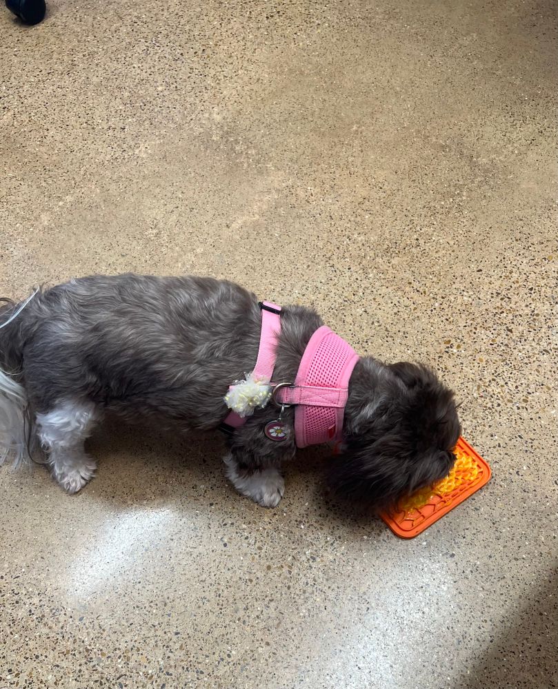 Chocolate & white havanese, wearing a pink harness, licking cheese off of an orange lick mat