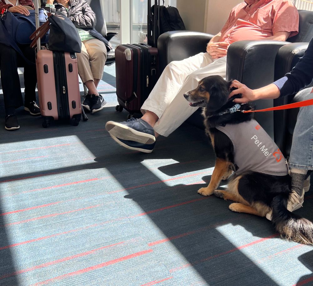 picture of black and tan beagle mix wearing a “pet me” t-shirt while being pet at the airport 