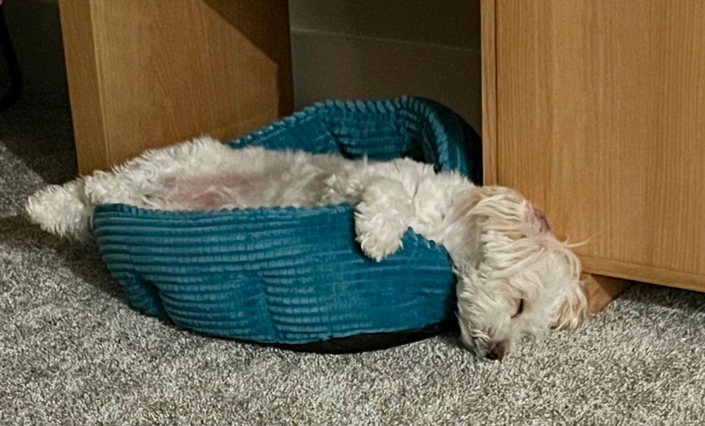 sleeping, white/cream poodle mix, sprawled across a small, turquoise dog bed 