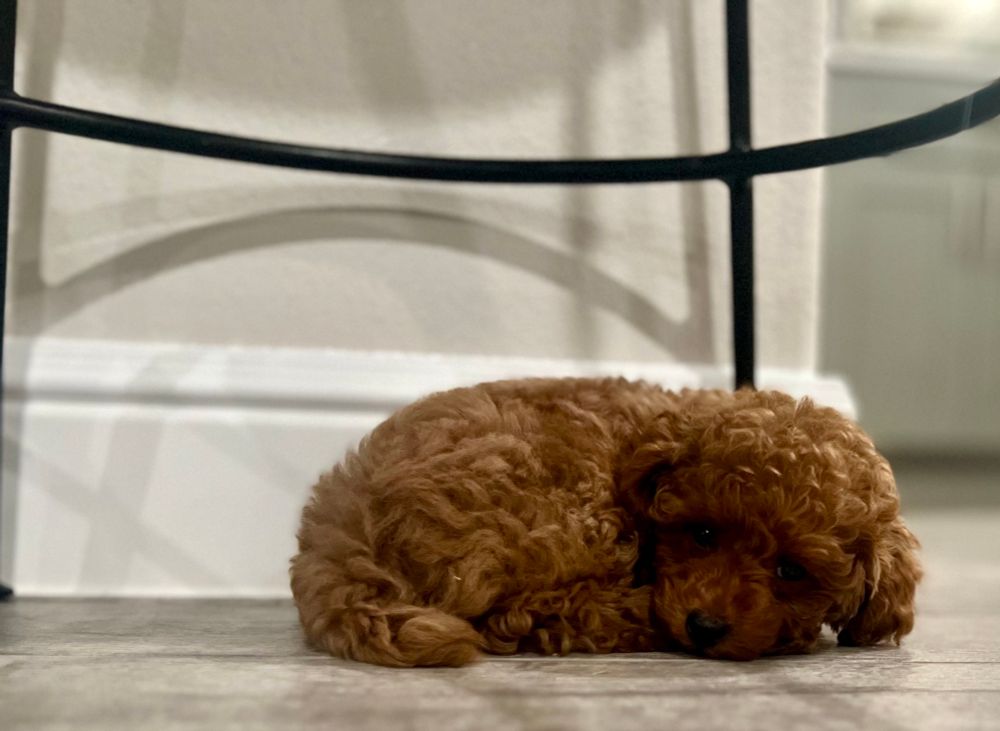 red toy poodle curled up under a bar stool. 