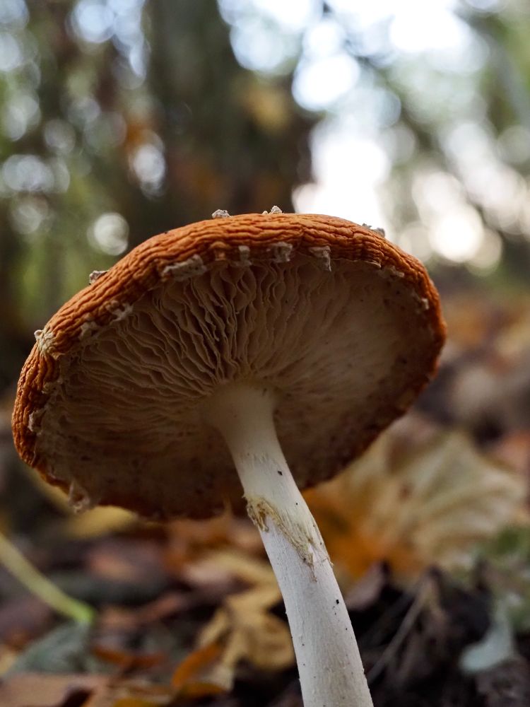 A dehydrated fly agaric (Amanita muscaria) photographed from below showing the intricacies of its gills