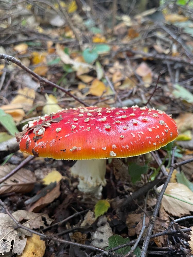 forest floor with leaves and twigs and a fiery red fly agaric mushroom in the centre. Lots of white dots on its hood