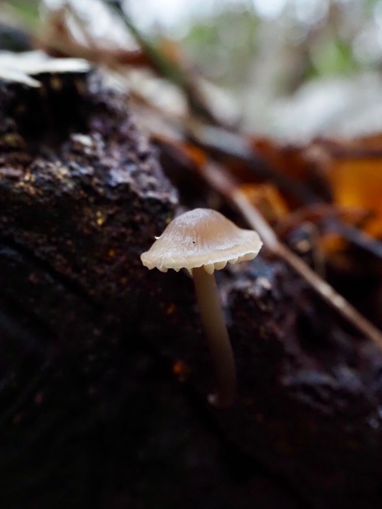 Tiny little light brown fungus, most likely a Mycena galericulata, or common bonnet, growing out of the side of a rotting tree trunk.