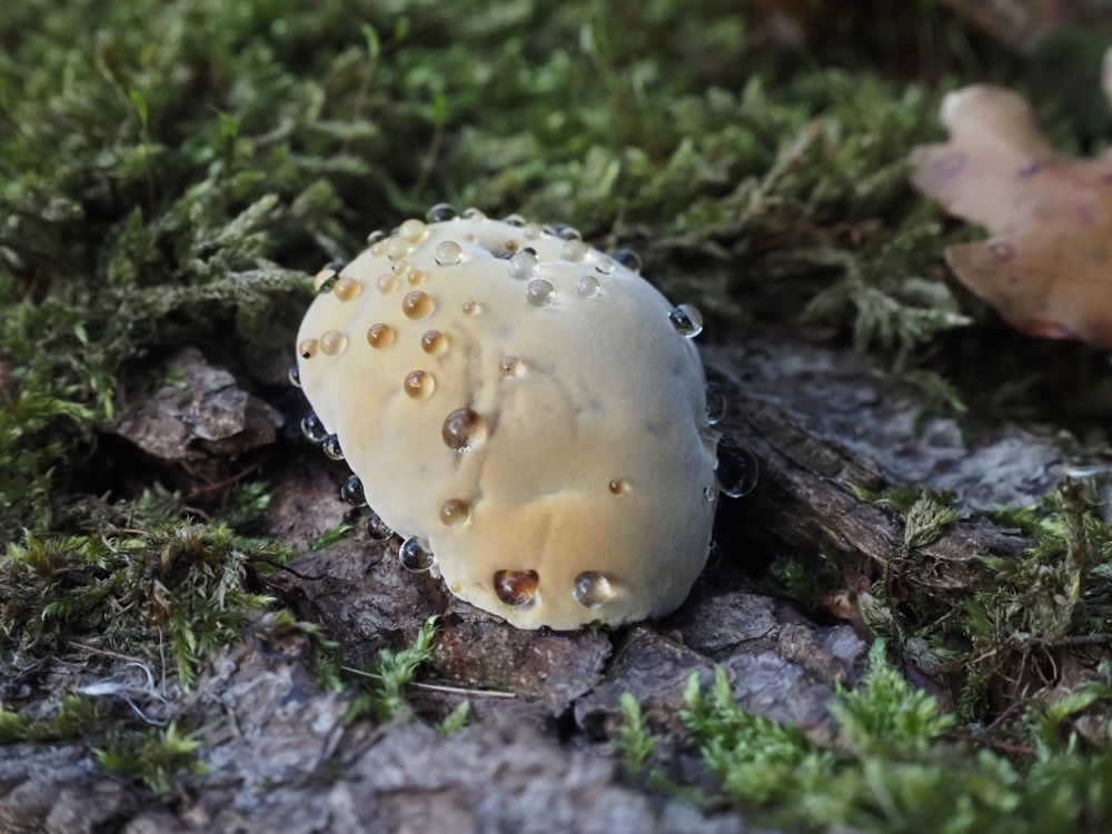 A young alder bracket fungus (Mensularia radiata), with guttation, on a moss-covered tree trunk. It looks like a whitish bun or bap with drops of clear liquid across its exterior. That's the guttation.