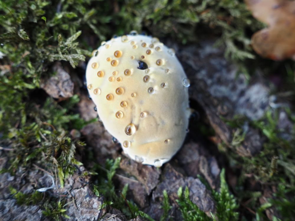A young alder bracket fungus (Mensularia radiata), with guttation, on a moss-covered tree trunk. It looks like a whitish-yellowish bun or bap with drops of clear liquid across its exterior. Those drops are the guttation.
