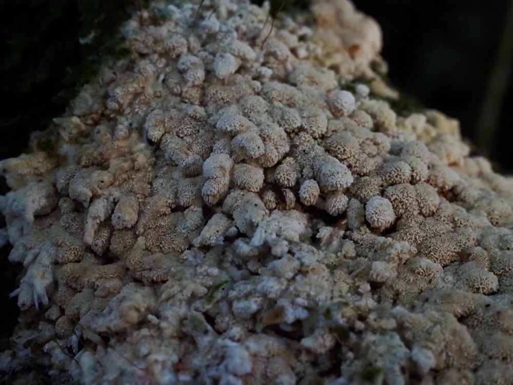 Greyish mouldy-looking type of fungus, growing in a head with buds sticking out everywhere