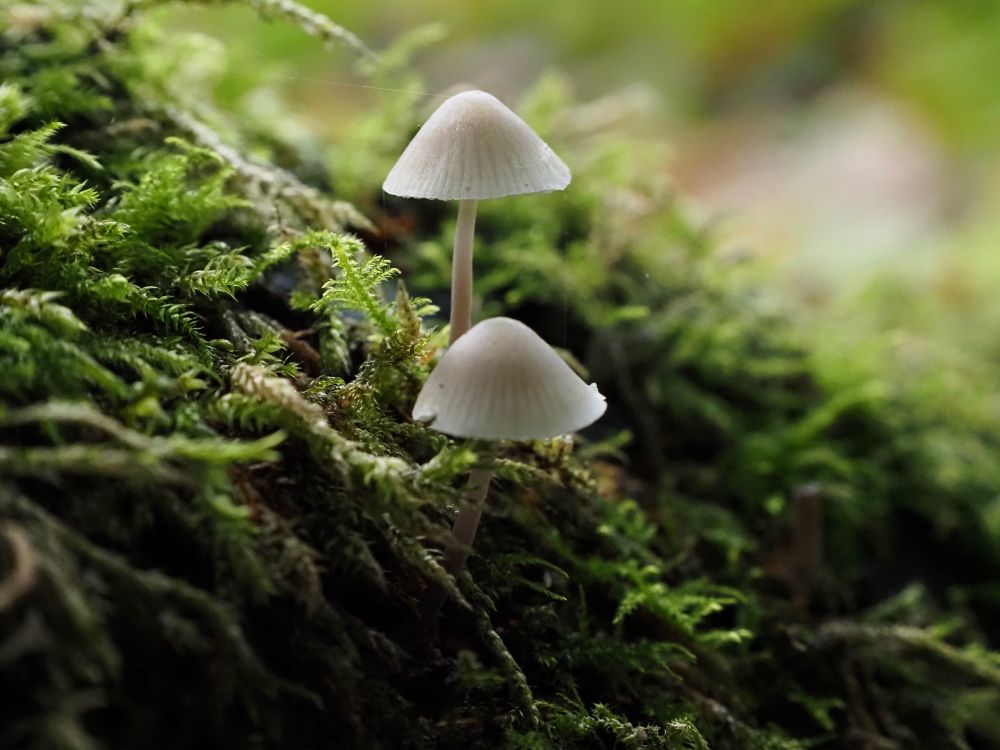 Two teeny-tiny whitish mushrooms growing from moss on a tree. Possibly Mycena.