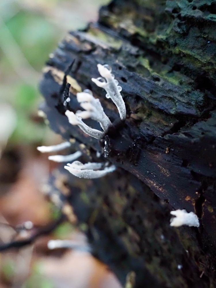 Stag's horn fungus, aka candlestick or candle snuff fungus (Xylaria hypoxylon) growing out of the side of a fallen and decomposing tree trunk. The fungus looks like grey or black sticks, forked and white at the end. Some have drops on them, possibly guttation (sweating).