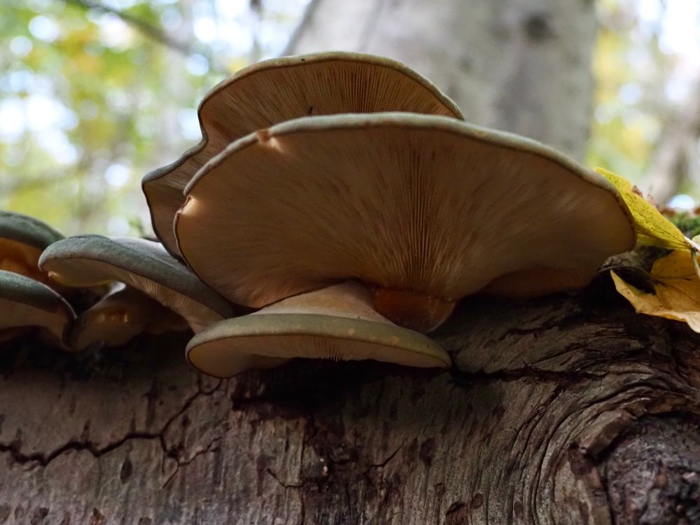 Olive oysterling (Sarcomyxa serotina) in a bunch photographed from the bottom so the gills are showing