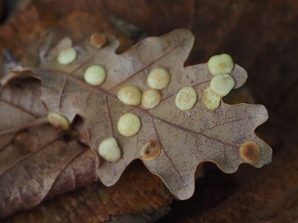 Small spherical, disc-like yellow and brown galls from a species of gall wasp on the underside of a fallen brown oak leaf.
