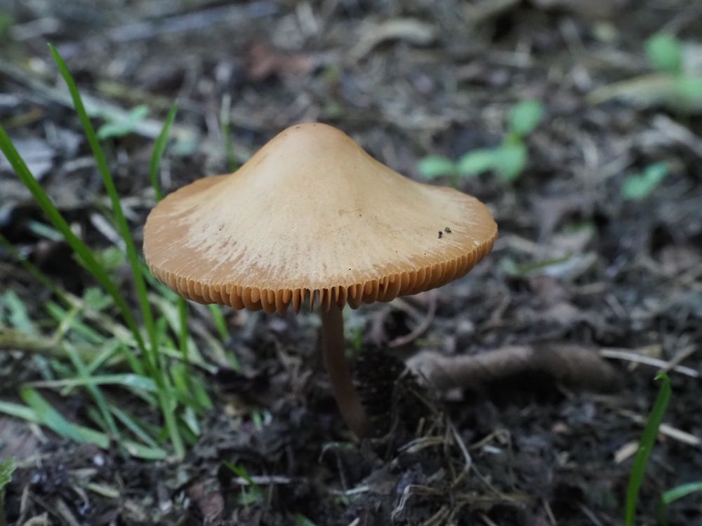 Possibly a Conocybe albipes fungus. Light brown hood with darker brown along the rim