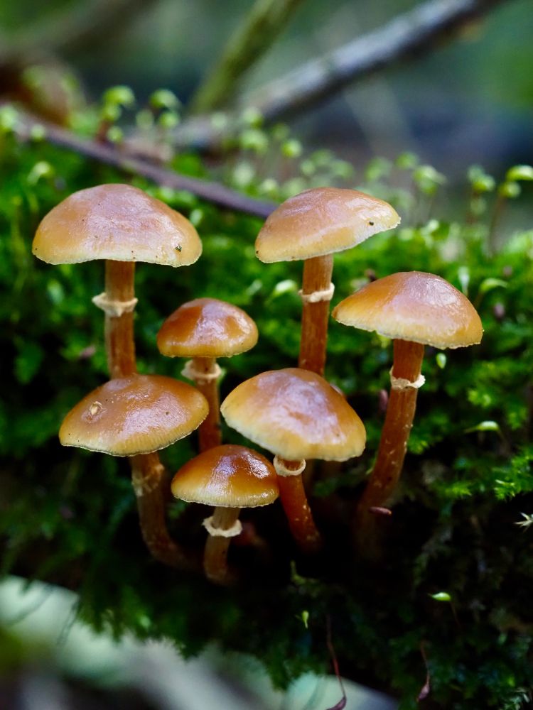 Cluster of ochre-stemmed and hooded (with lighter rims) mushrooms growing out of a mossy tree trunk. Species possibly a Galerina.