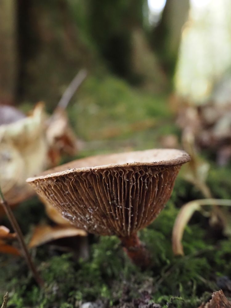 A brown milk-cap fungus (Lactarius), photographed from the side so the beautiful gill structure in its upturned hood is visible.