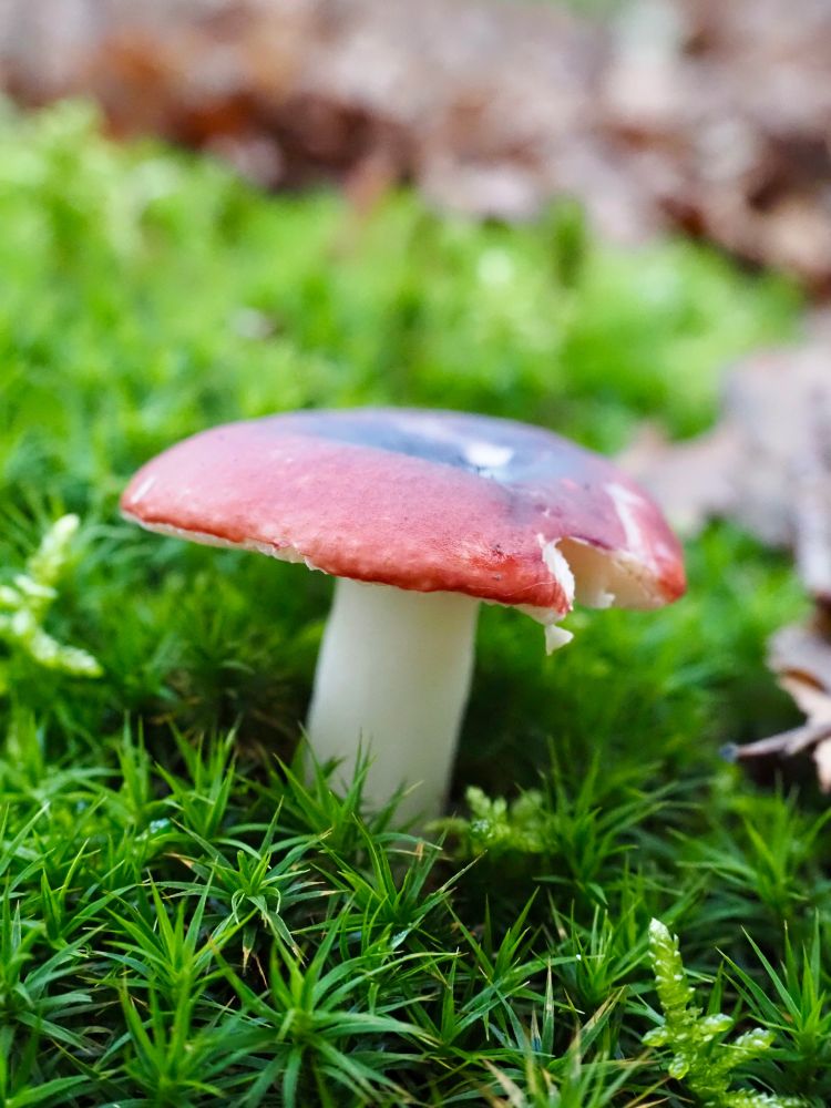Mushroom with thick white stem and fuchsia coloured hood growing out of green moss is a Russula atropurpurea or Russula undulata (purple brittlegill). 