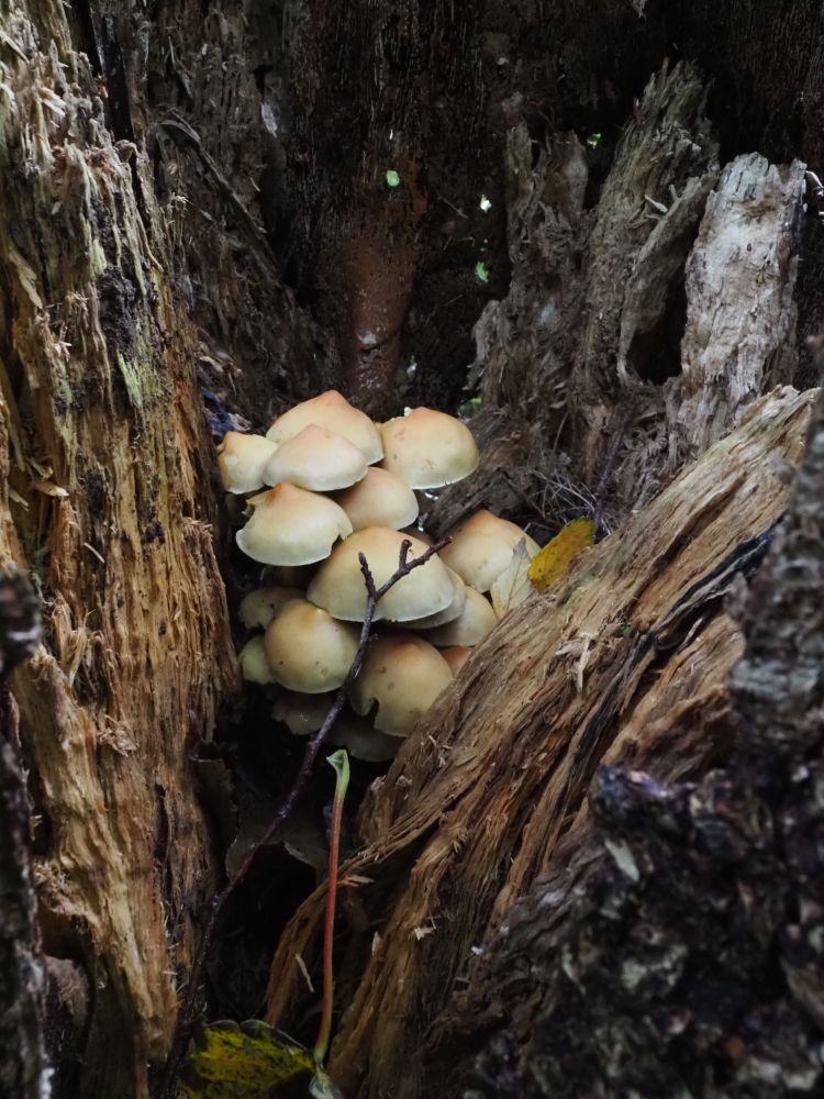 split hollow trunk with a cluster of sulphur cap mushrooms growing inside