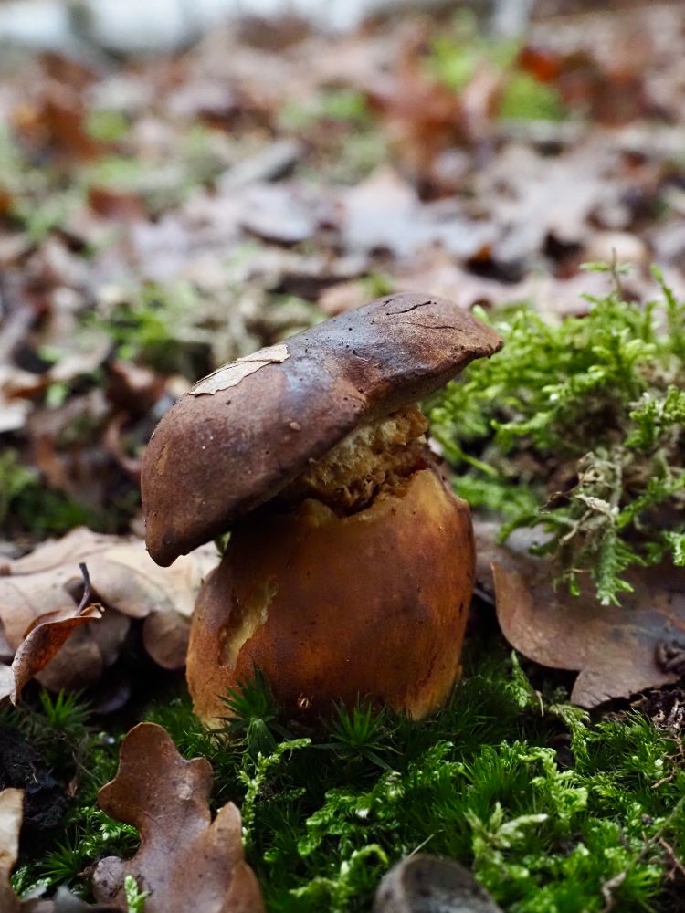 A brown mushroom with a very thick golden brown stem and a brown cap, most likely the bay bolete (Imleria bad or Xerocomus badius), surrounded by brown leaves on green moss.