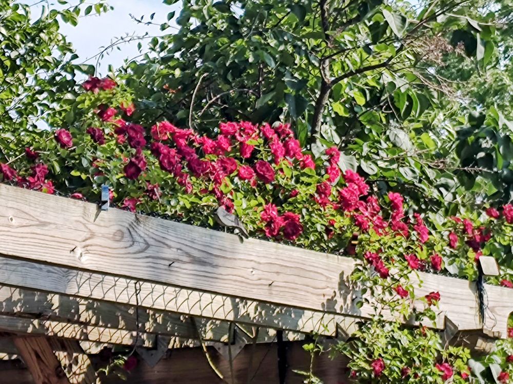 Post image (had no alt text on Bluesky)