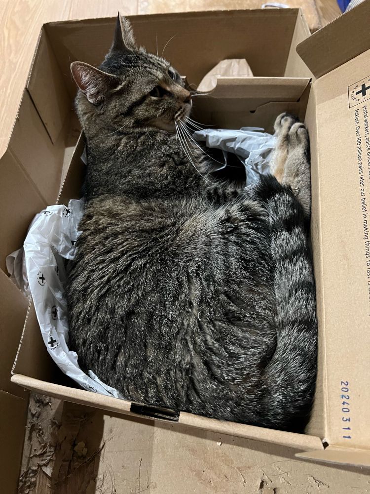 A grey tabby cat is curled up in a shoebox.
