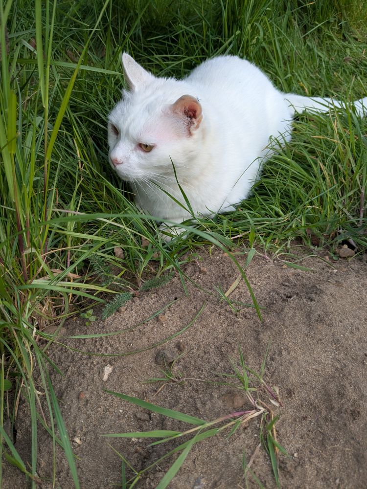 A white cat is sitting next to a pile of dirt in the garden, looking off camera studiously 