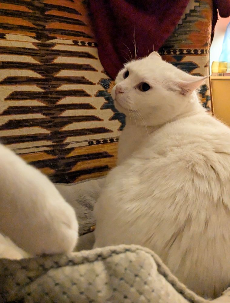 A white cat is standing in his beige cat bed on a brown, cream and yellow patterned armchair. His back is to the camera and face turned to the side, ears splayed back and eyes large and wild. A white paw belonging to his younger brother is just at the edge of the feame