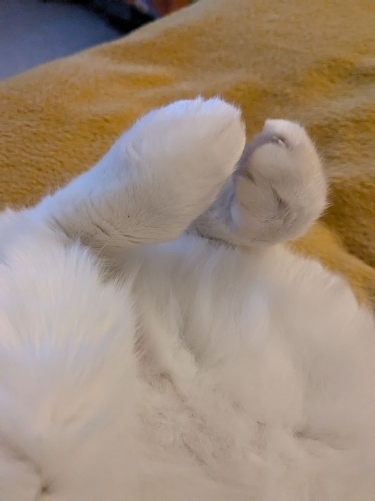 Close up of a white cat's back feet, which are raised in the air above his fluffy tummy whilst he's sleeping 