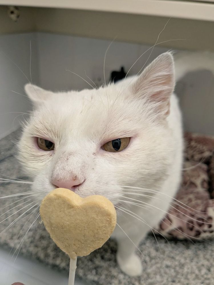 A white cat is sniffing a heart shaped, freeze dried chicken lollipop 