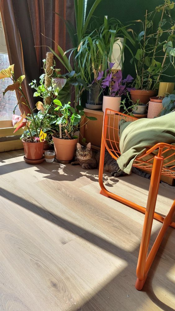 My cat chilling on the floor next to a lot of plants. There's a bright spot of sunlight from the nearby window but she's lying in the shade, right next to the pot of one of the plants.