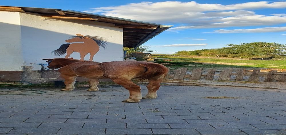 Pferd vor einem Bild mit Pferd.