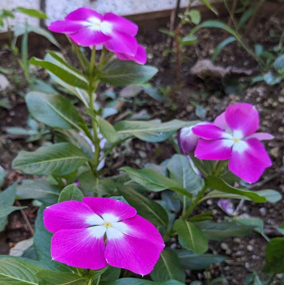 鮮やかなピンク色の花びらと中心が白いニチニチソウの花が3輪、緑の葉に囲まれて庭の土の上に咲いている様子。