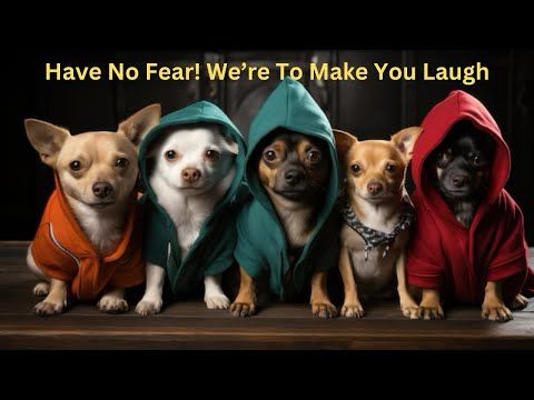 The Happy Pet Channel: Hilarious Pet Videos #241  / #funny #pets / 😹🐶 Funny ANIMALS videos 2025 🤣
