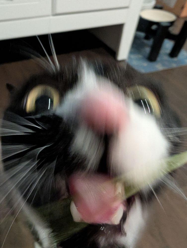 THE HUNGER FOR CAT GRASS CONTINUES, BLURRILY