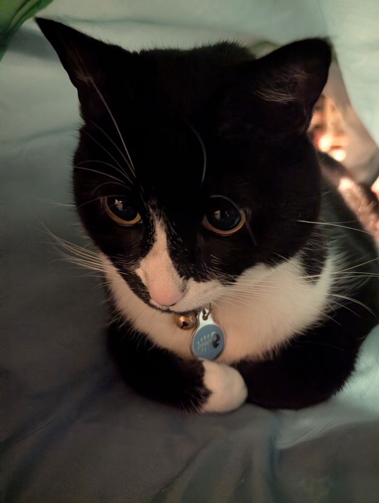 A black and white cat inside the same tunnel, front paws folded 