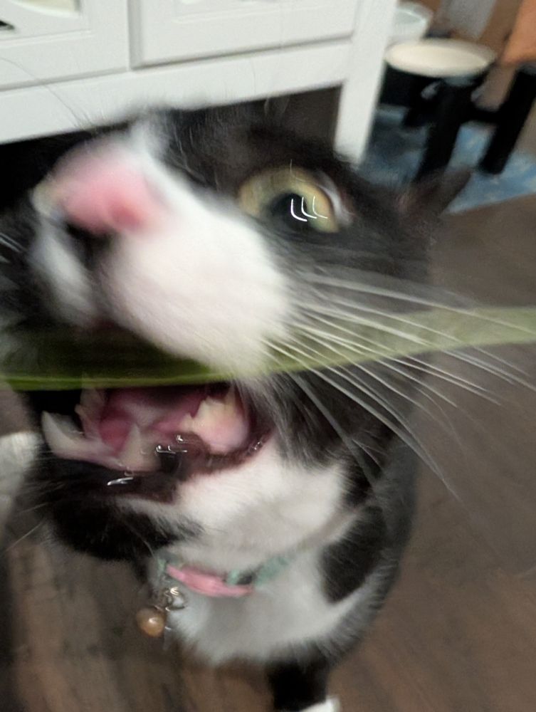 The same but very blurry because the CAT GRASS FRENZY
